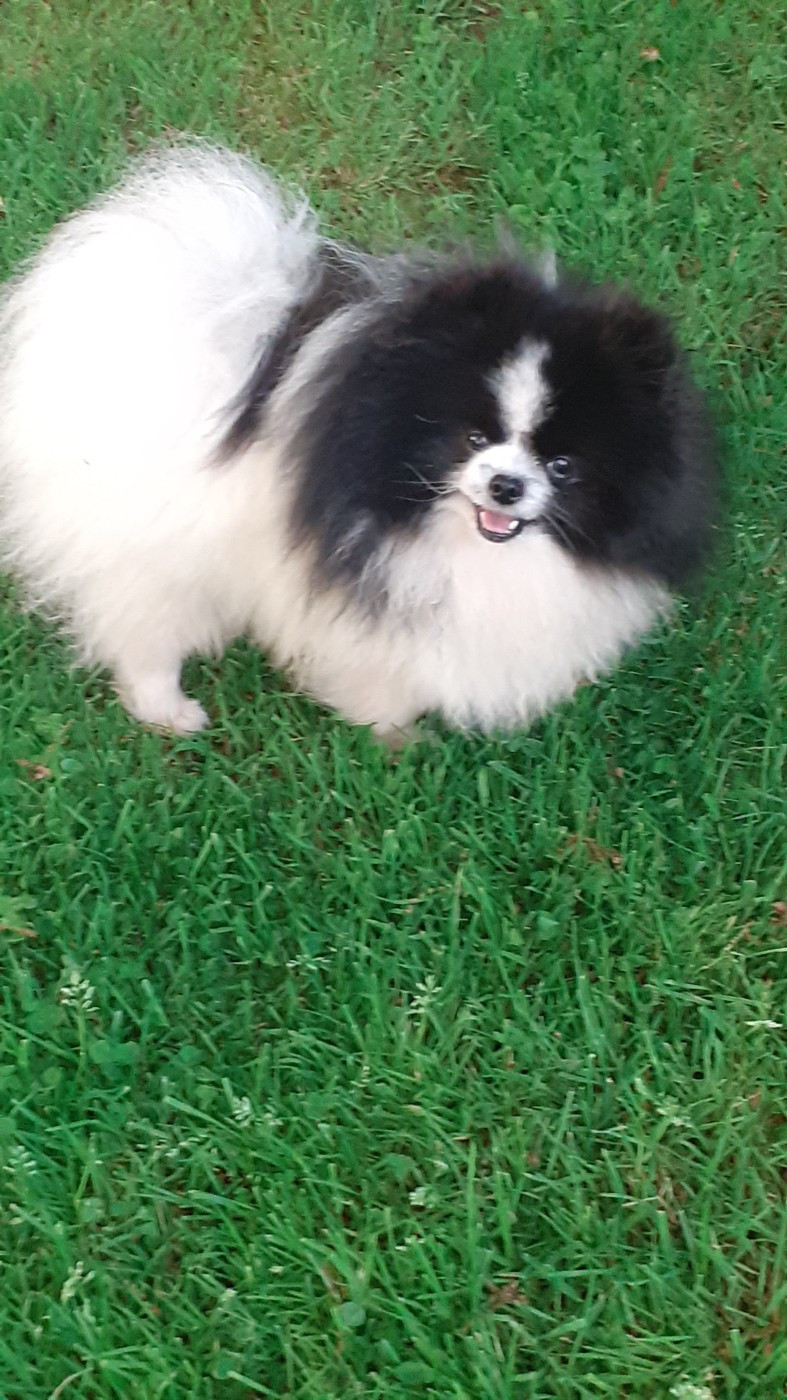 Uby des anges du petit trianon