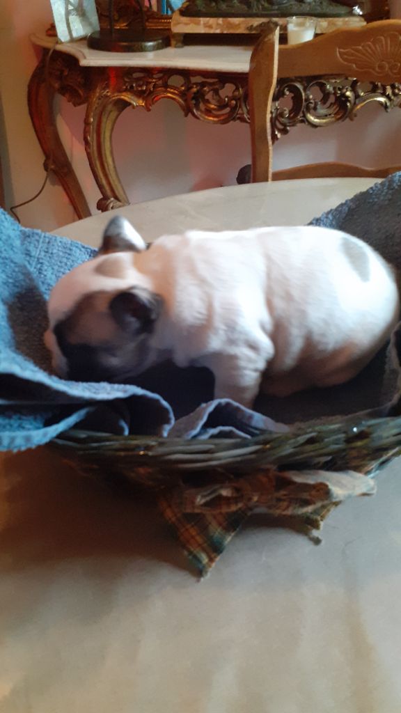 des anges du petit trianon - Chiots disponibles - Bouledogue français