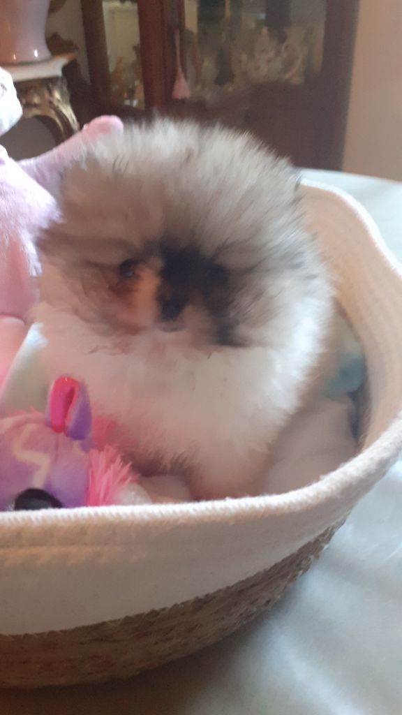 des anges du petit trianon - Chiots disponibles - Spitz allemand