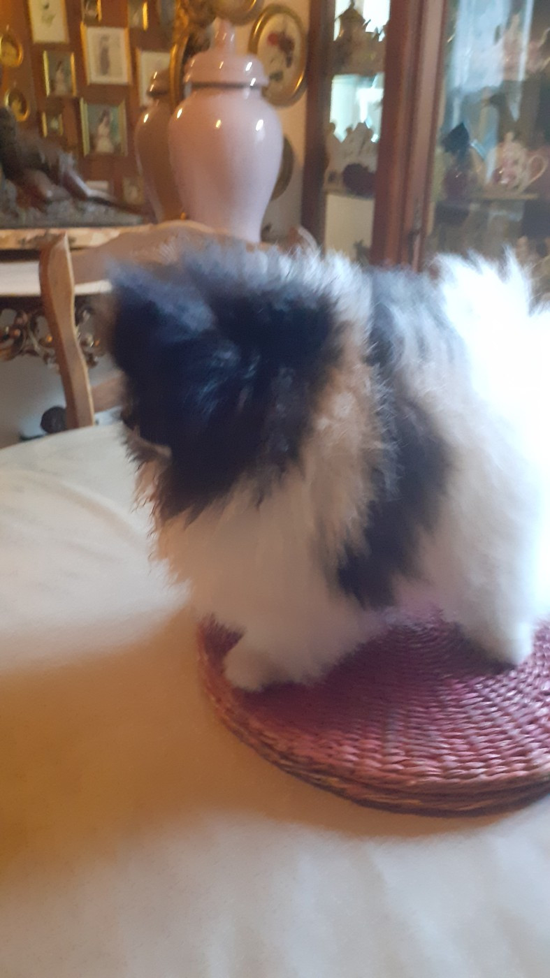 des anges du petit trianon - Chiots disponibles - Spitz allemand
