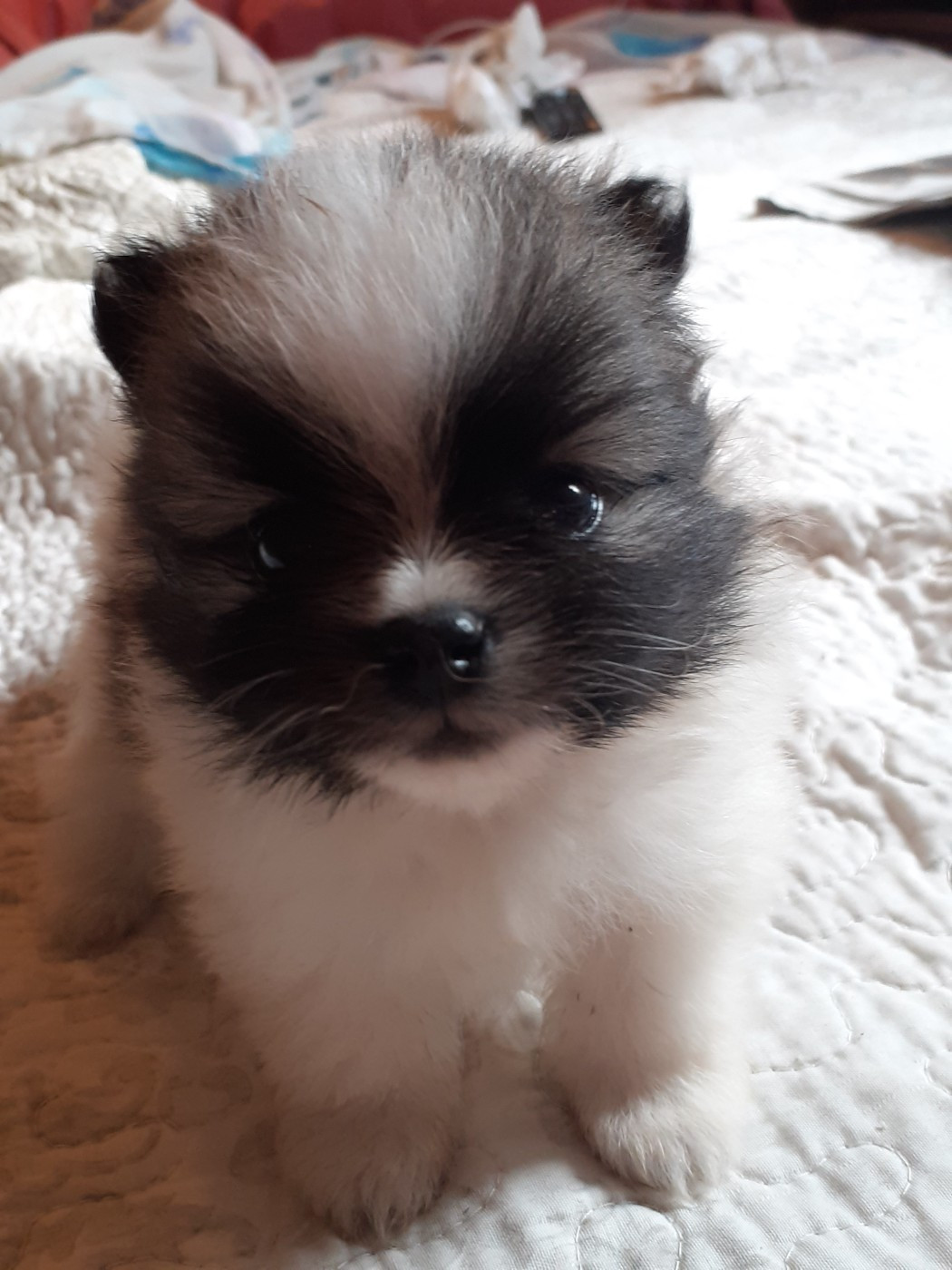 des anges du petit trianon - Chiots disponibles - Spitz allemand