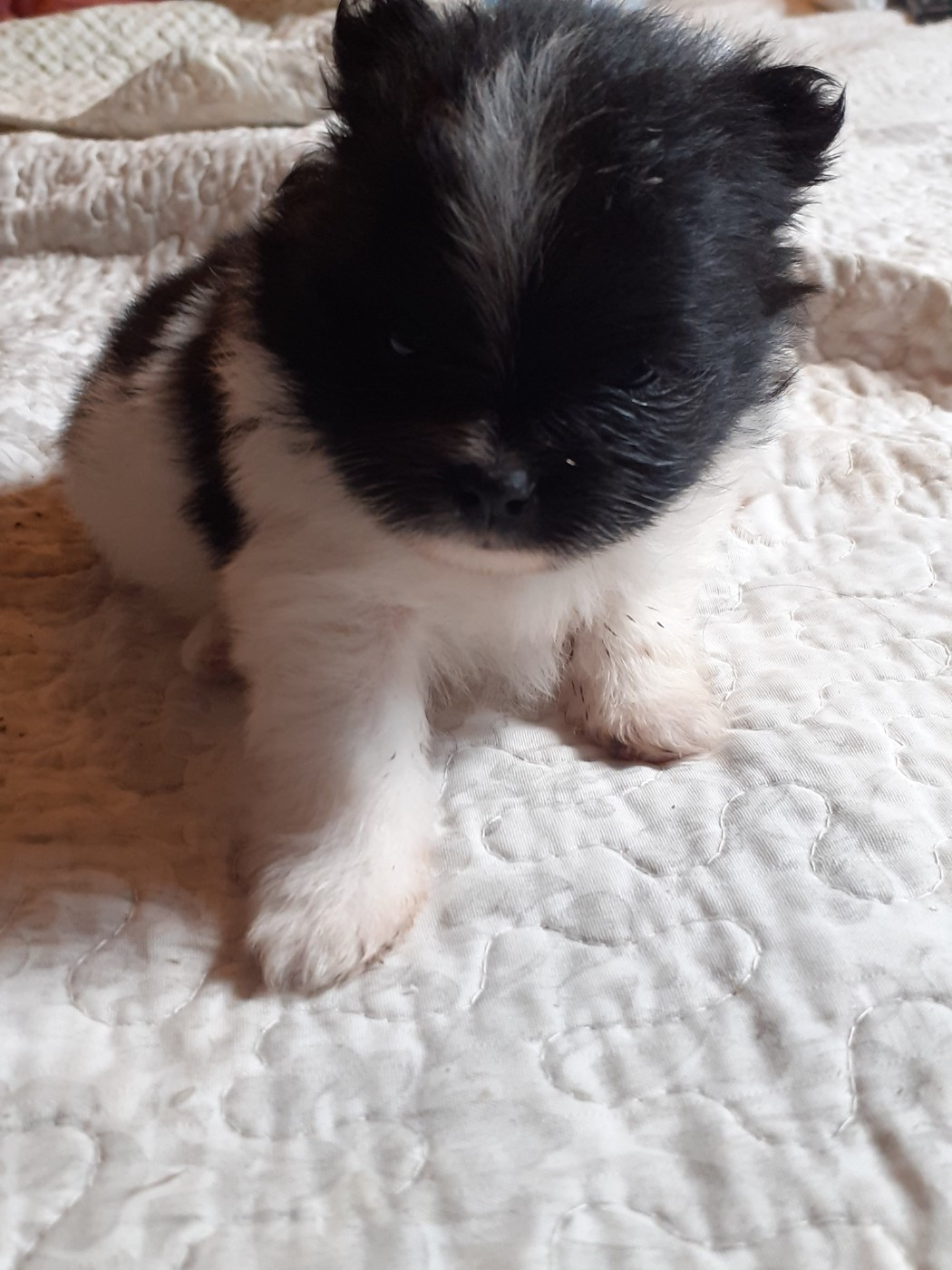 des anges du petit trianon - Chiots disponibles - Spitz allemand