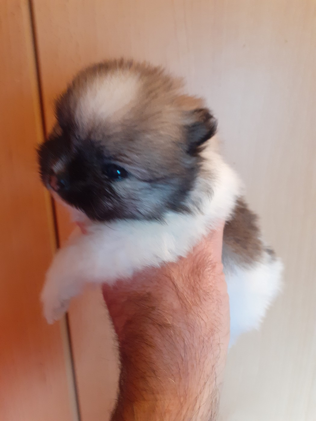 des anges du petit trianon - Chiots disponibles - Spitz allemand