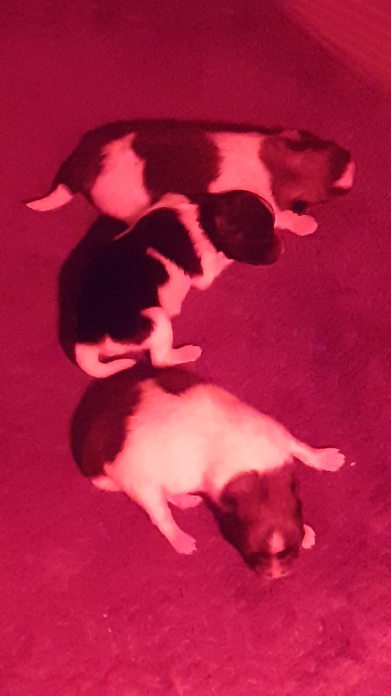 Chiot Spitz allemand des anges du petit trianon