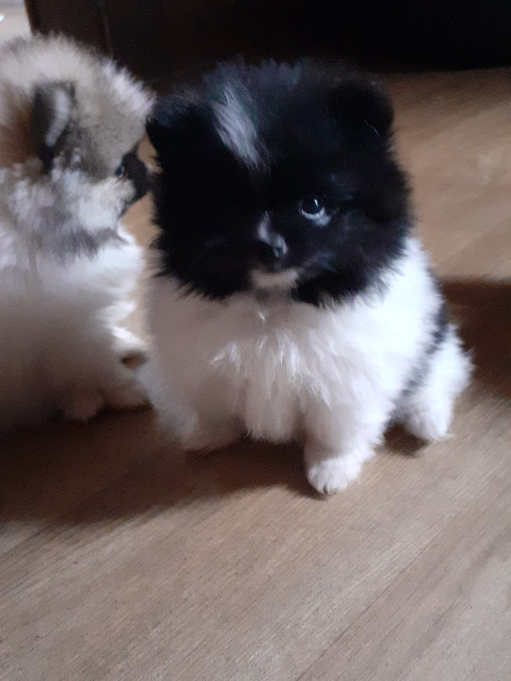 des anges du petit trianon - Chiots disponibles - Spitz allemand