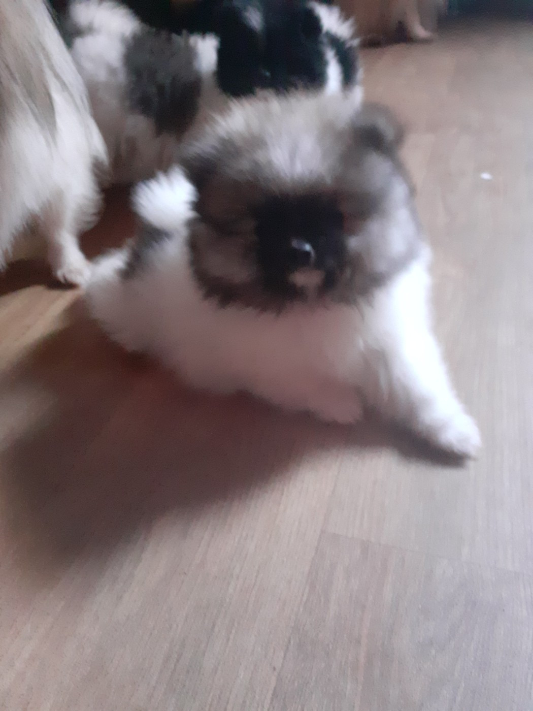 des anges du petit trianon - Chiots disponibles - Spitz allemand