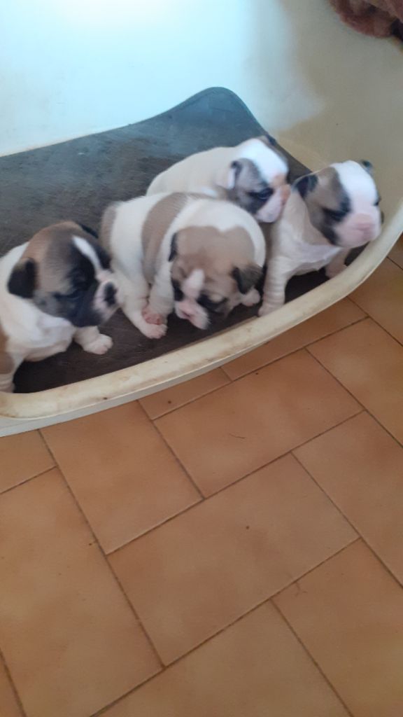 Chiot Bouledogue français des anges du petit trianon