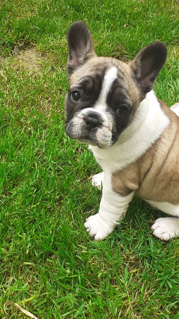 des anges du petit trianon - Chiots disponibles - Bouledogue français
