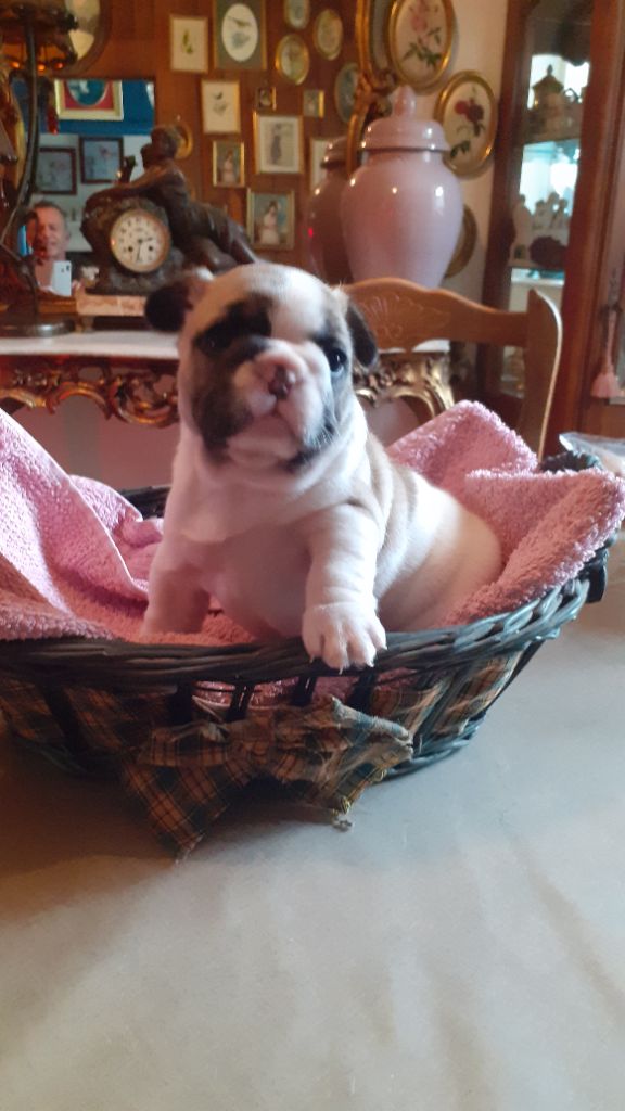 des anges du petit trianon - Chiots disponibles - Bouledogue français