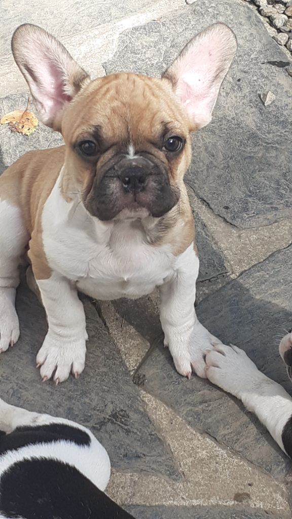 des anges du petit trianon - Chiots disponibles - Bouledogue français