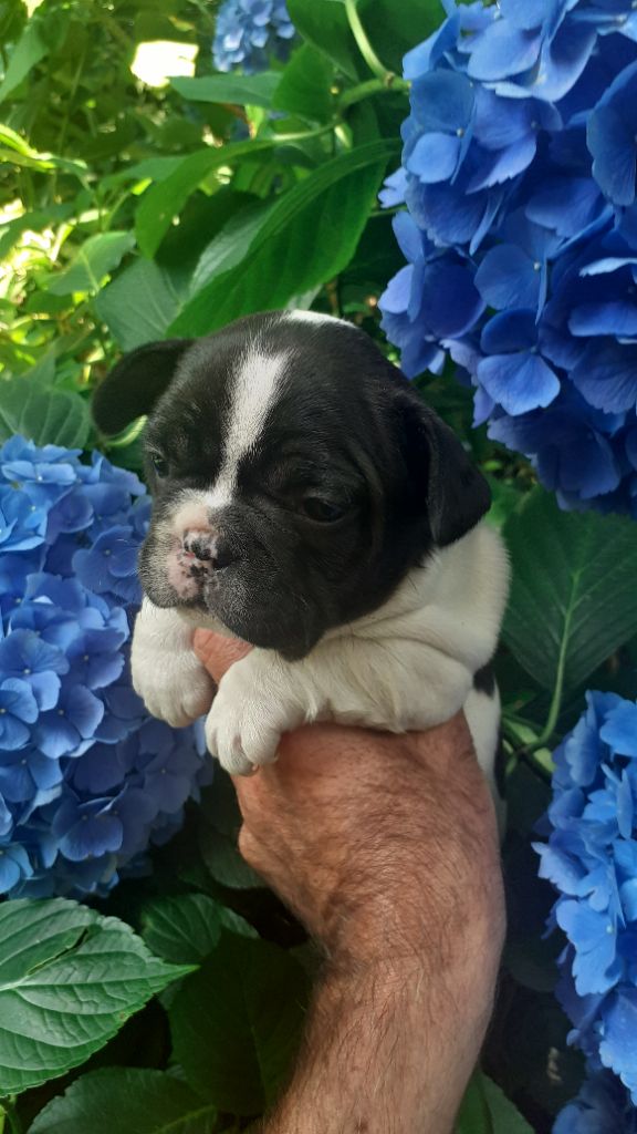 des anges du petit trianon - Chiots disponibles - Bouledogue français