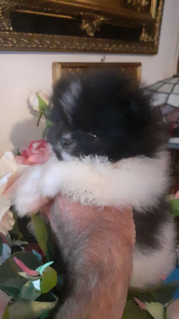 des anges du petit trianon - Chiots disponibles - Spitz allemand