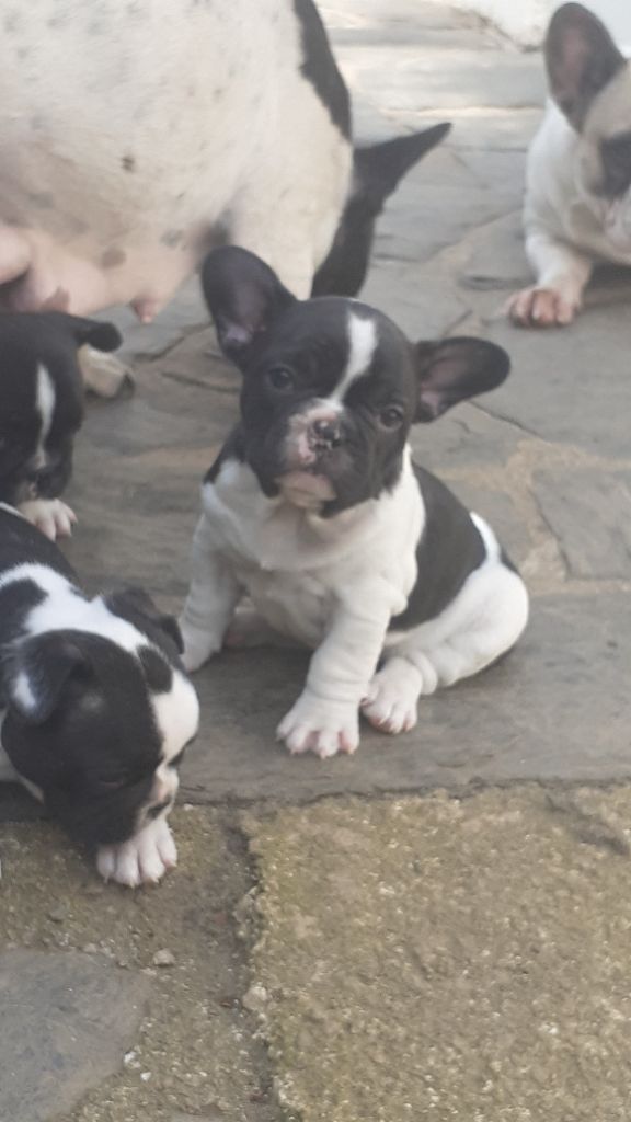 des anges du petit trianon - Chiots disponibles - Bouledogue français