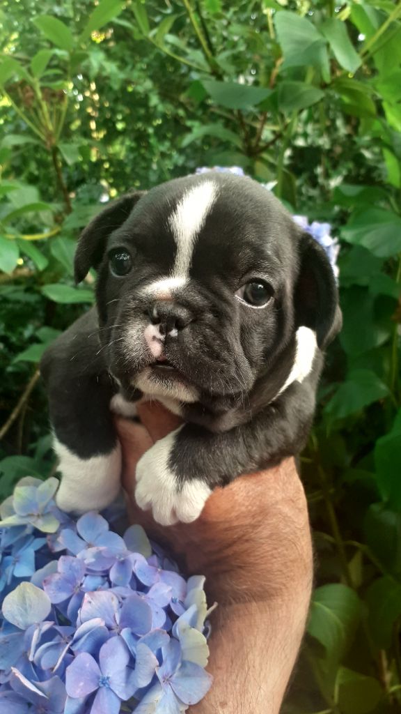 des anges du petit trianon - Chiots disponibles - Bouledogue français