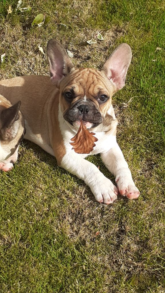 des anges du petit trianon - Chiots disponibles - Bouledogue français