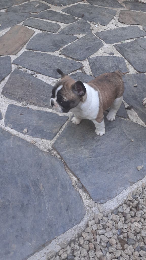 des anges du petit trianon - Chiots disponibles - Bouledogue français