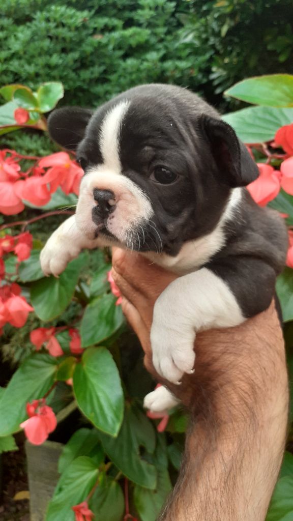des anges du petit trianon - Chiots disponibles - Bouledogue français