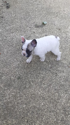 CHIOT 2