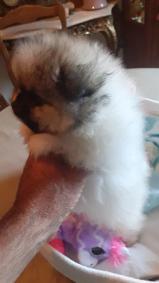 CHIOT 3