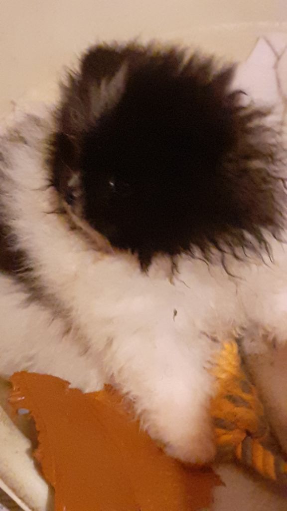 des anges du petit trianon - Chiots disponibles - Spitz allemand
