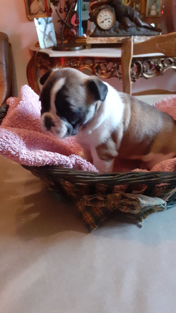 des anges du petit trianon - Chiots disponibles - Bouledogue français