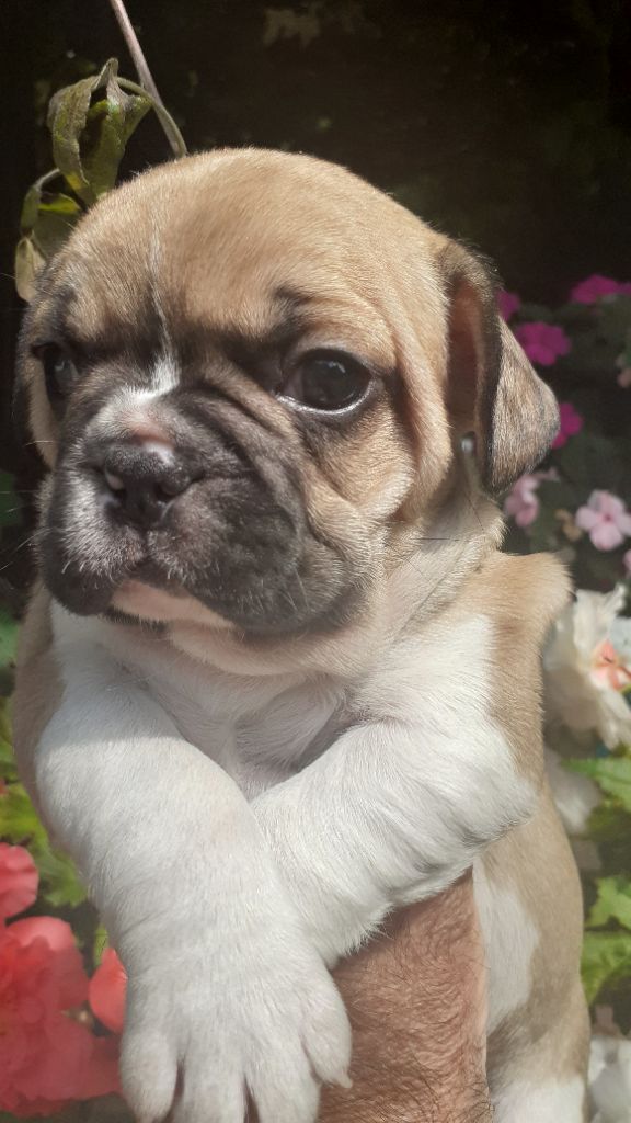 des anges du petit trianon - Chiots disponibles - Bouledogue français