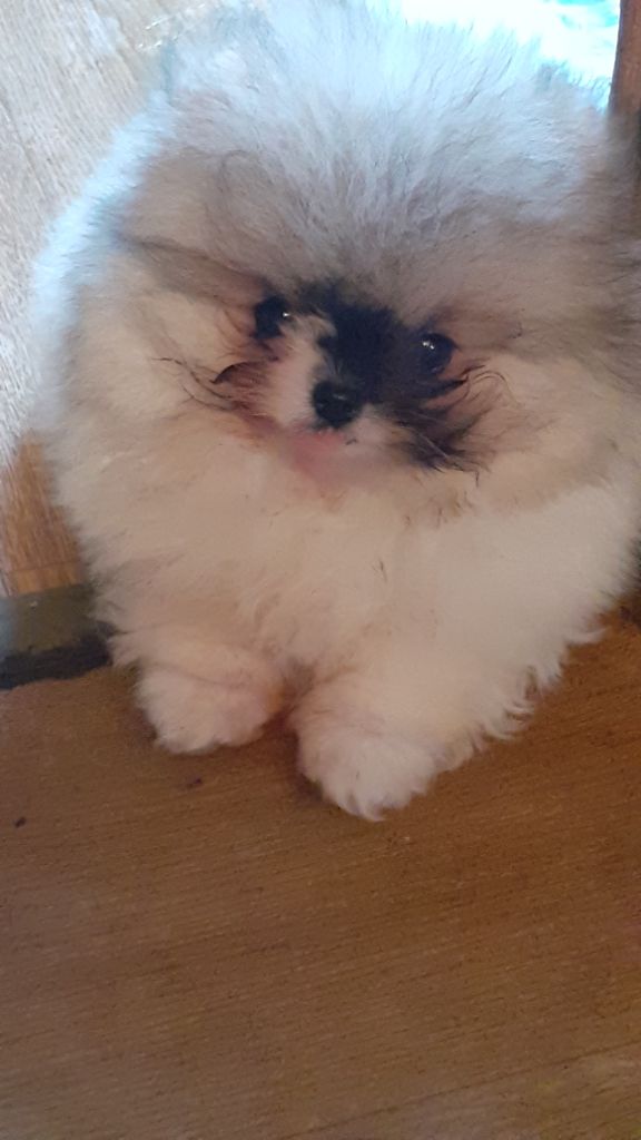 des anges du petit trianon - Chiots disponibles - Spitz allemand