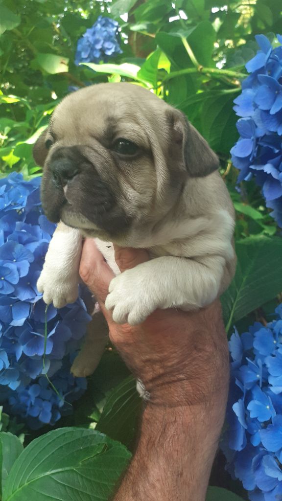 des anges du petit trianon - Chiots disponibles - Bouledogue français
