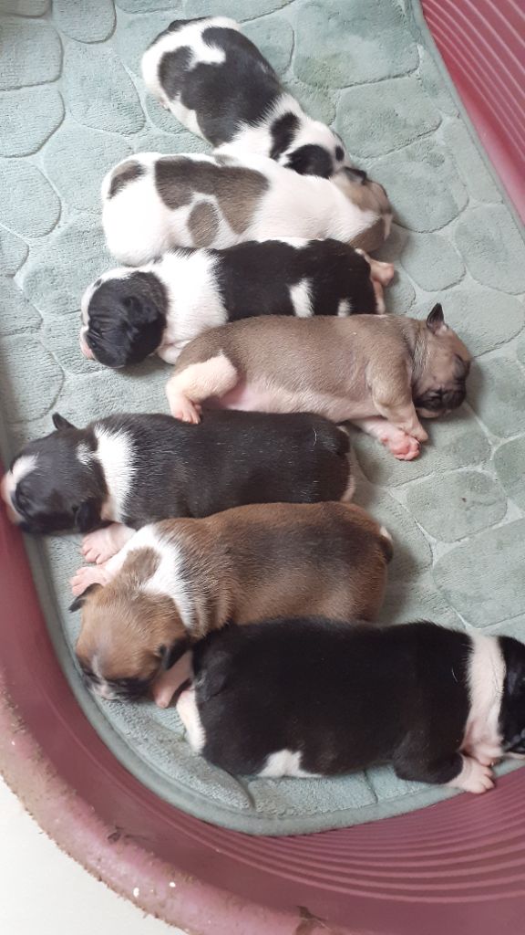 Chiot Bouledogue français des anges du petit trianon