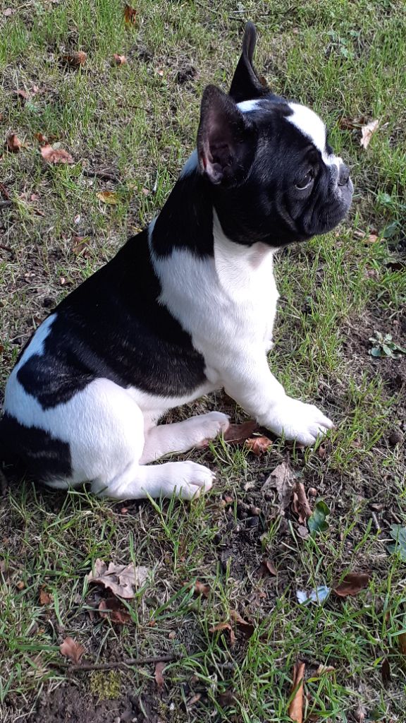 des anges du petit trianon - Chiots disponibles - Bouledogue français