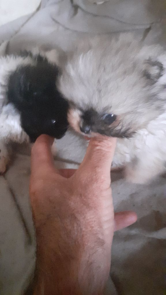Chiot Spitz allemand des anges du petit trianon